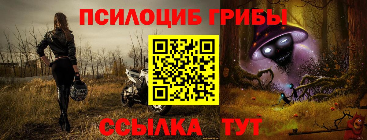 Галлюциногенные грибы Psilocybine cubensis Горно-Алтайск
